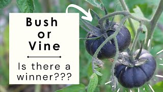 Determinate vs Indeterminate Tomatoes  What are the differences [upl. by Tanner60]