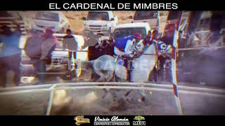 EL FAMOSO CARDENAL DE MIMBRES [upl. by Mendie]