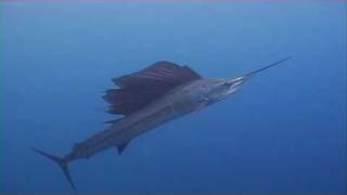 Amazing Weird Sailfish swimming in blue water of the maldives [upl. by Athenian]