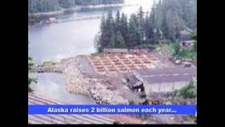 Alaska salmon farming [upl. by Wearing]