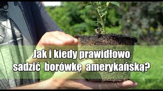 Jak i kiedy prawidłowo sadzić borówkę amerykańską Tomasz Krupa oraz Ryszard Nowakowski Szkółka ARNO [upl. by Annawal]