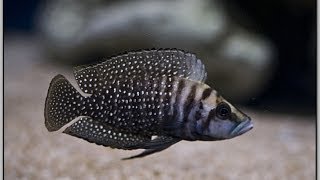 Altolamprologus calvus Black [upl. by Budworth30]