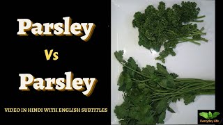 Parsley Vs Parsley  Difference between Curly Parsley and Flat leaf Parsley  Everyday Life 233 [upl. by Hanoy]