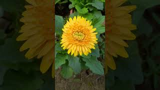 Beautiful Gerbera Flower anujk88 Gerbera winterflower nature houseplant flowers gardenshop [upl. by Ayna260]