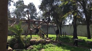 chimpanzees fighting in israel zoo [upl. by Neelrad574]