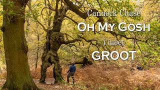 I meet Groot at Cannock Chase  Landscape Photography [upl. by Vivle]