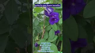 Butterfly Pea flower benefits  butterfly Pea flower very usefull flower yt garden short ides [upl. by Min]