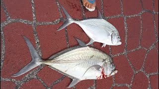 Bedok Jetty today only Sagai playing no other big fish [upl. by Yrreiht]