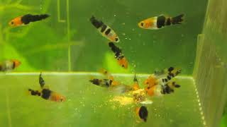 Swordtail Fry  week 3 [upl. by Jervis663]