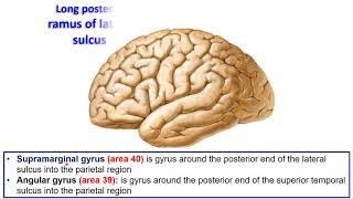 9 Sulci and gyri of superolateral surface of Cerebral hemisphere [upl. by Solohcin]