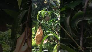 😍🤪 ഒരു ഉഗ്രൻ Thailand Mango  Beauty Princess fruitplants shorts [upl. by Carmelo]