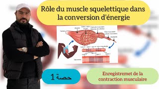 Rôle du muscle squelettique strie dans la conversion d’énergie  enregistremet de la contraction [upl. by Yeo]