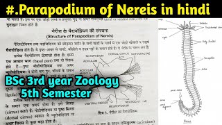 Structure of Parapodium of Nereis in hindi  BSc 3rd year Zoology 5th Semester [upl. by Ji]