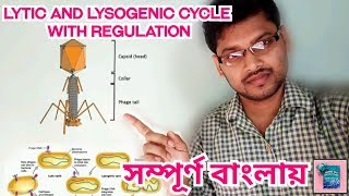 Lytic And Lysogenic Cycle and Regulation In Bengali lytic lysogenic [upl. by Ahsats]