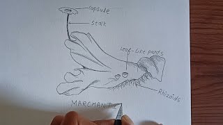 Marchantia Diagram plants of the bryophyta division marchantia labelled diagram [upl. by Harima]