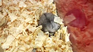 Small Pets  How to Make a Hamster Cage [upl. by Nnahaid410]