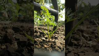 The carrot plants have grown so big nature farming carrot shorts [upl. by Novat309]