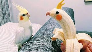 The Worlds Funniest Parrots That Will Have You Rolling with Laughter 😅 [upl. by Notsahc71]