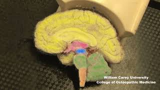 Embryologic subdivisions of the brain traditional view not the prosomeric model neuroanatomy [upl. by Adnara]