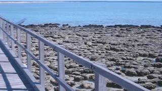 Stromatolites Hamelin Pool Shark Bay WA [upl. by Yemar]