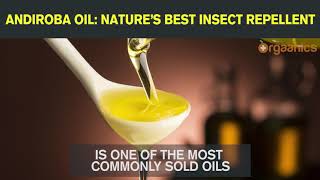 Andiroba Oil Natures Best Insect Repellent [upl. by Bywaters]