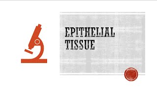 Epithelial Tissue [upl. by Aicinet505]