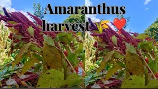 Amaranthus harvest 💝 [upl. by Esiole671]