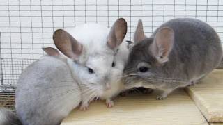 Chinchilla Family FUN D [upl. by Nnor]