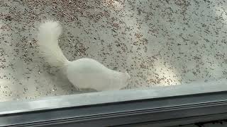 RARE Albino Squirrel video on front porch looking thru the bird feed 2024 long [upl. by Itch]