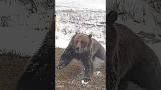 This grizzly bear with cubs charges truck [upl. by Annaitsirhc]