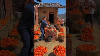 China Fresh Fruits  china fresh fruit trendingnow viralvids youtubeshortsvideo [upl. by Animsay]