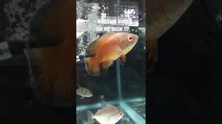 I Need A Tank Mate for my oscar Fish shorts aquarium trending viralvideo [upl. by Maleki507]