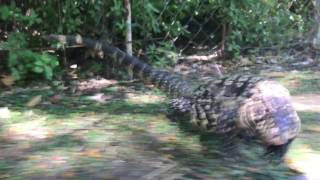 Ataque de un lagarto overo  Assault by a Blackandwhite Tegu Salvator merianae [upl. by Nauqyt]