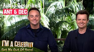 Audio Described Ant amp Dec  Im A Celebrity Get Me Out Of Here [upl. by Treboh]