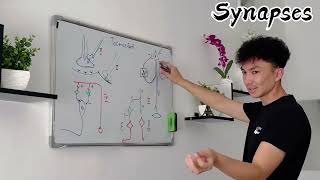 Neurophysiology part 2 synapses Nerv sistemasi fiziologiyasi 2qism Нейрофизиология часть 2 синапсы [upl. by Harold]