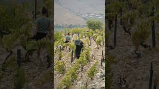 Harvest at Taylors Quinta de Vargellas Douro Valley [upl. by Dlorad]