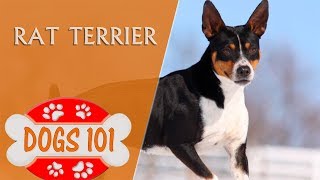 Dogs 101  RAT TERRIER  Top Dog Facts About the RAT TERRIER [upl. by Refanej892]