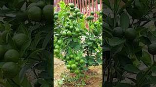 🌿How grow Lime tree great idea to propagate lime tree by air layering using a Carrot🥕gardening [upl. by Manson]