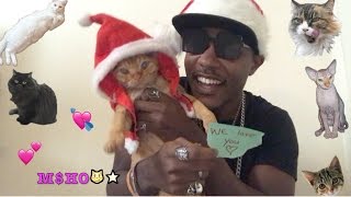 iAmMoshow  Cats Cupid [upl. by Htrag448]