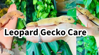 Leopard Gecko Care Guide [upl. by Aneekan]