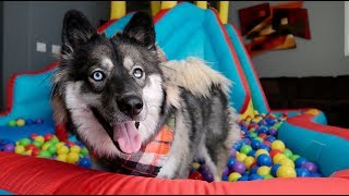 Ball Pit Bounce House Surprise for Cute Puppy Kakoa [upl. by Ynelram]