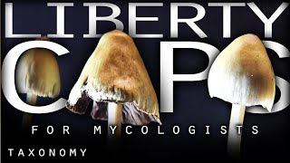 Liberty Caps for Mycologists A Detailed Guide to Psilocybe Semilanceata Taxonomy [upl. by Ruffo]