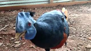 Bornean Fireback Pheasant at Enchanted Birds [upl. by Entsirhc25]