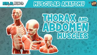 Muscles of the Thorax amp Abdomen  Anatomy Model [upl. by Ecertak]