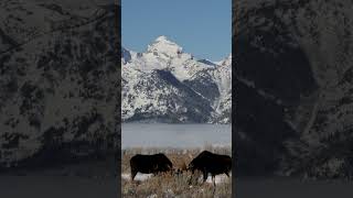 Wildlife Photography MooseAntlersSnowScenicClose best wildlife nature naturephotography [upl. by Loferski]