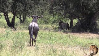 Brave Wildebeest Try To Intimidate Lions Away From His Tree [upl. by Kafka773]