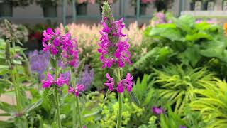 Stachys Summer Romance Betony  Easy to Grow perennial with strong sturdy spikes of color [upl. by Breena570]