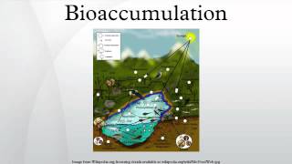 Bioaccumulation [upl. by Edia]