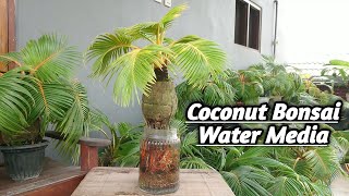 BONSAI KELAPA MEDIA AIR PECAH DAUN  COCONUT BONSAI WATER MEDIA [upl. by Eijneb]