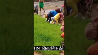 Movento Energy Insecticide Shorts Viral shortsvideo वायरलवीडियो viralvideo viralshorts [upl. by Ahsakal]